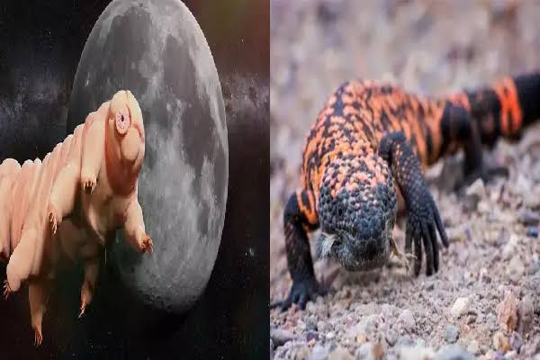 animals without water